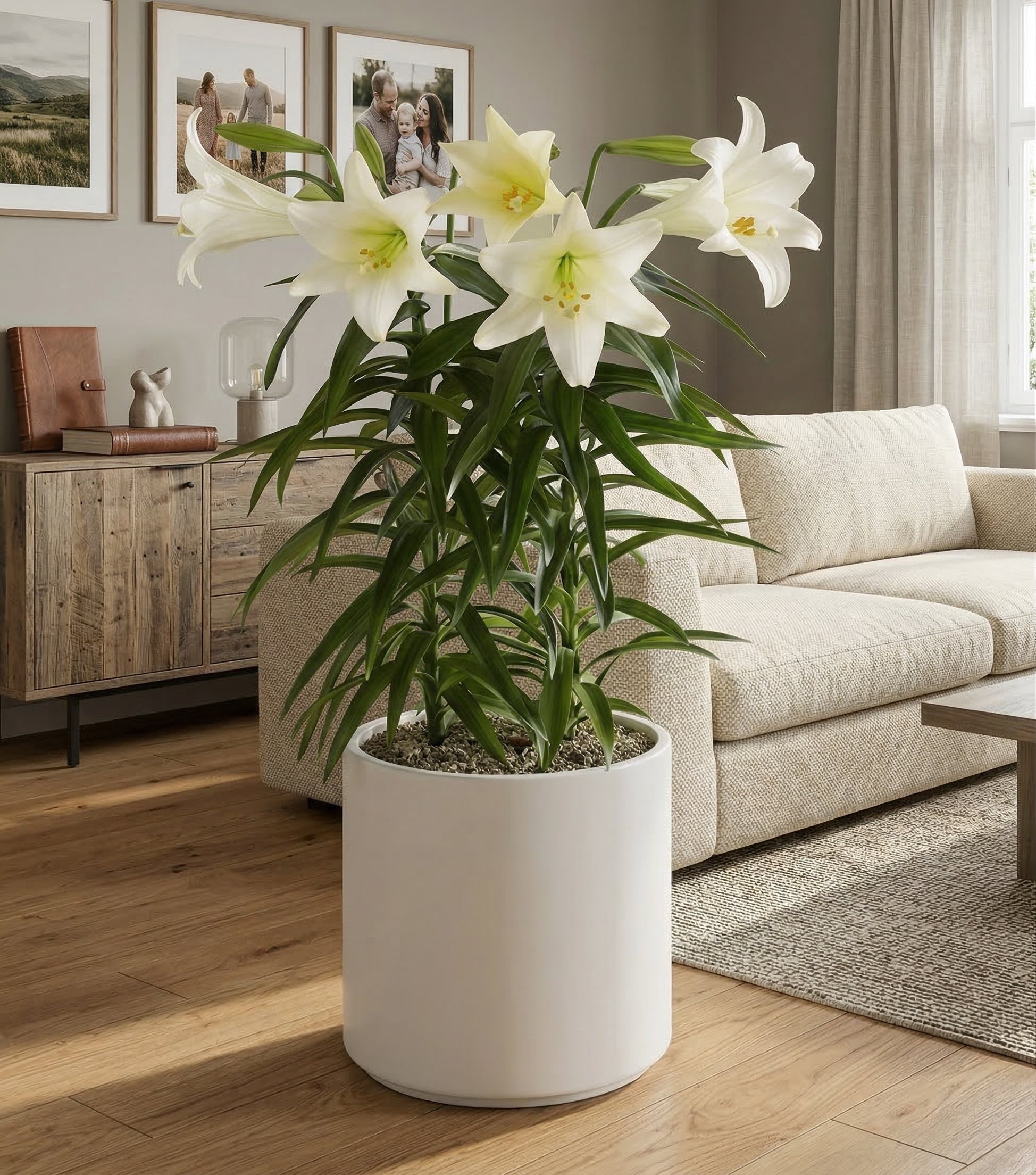 Easter Lily in a Pot