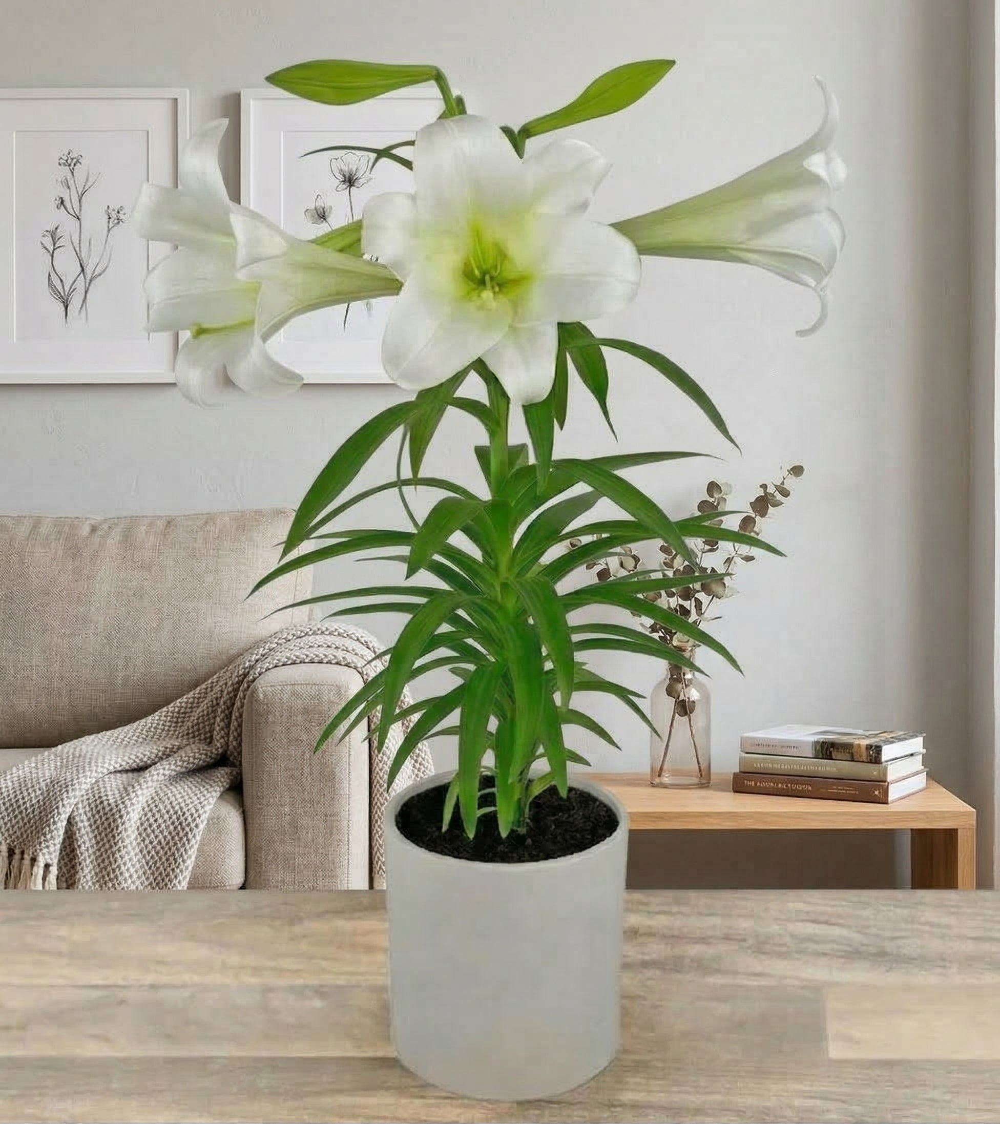 Easter Lily in a Pot