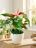 Anthurium Orchid in a Pot