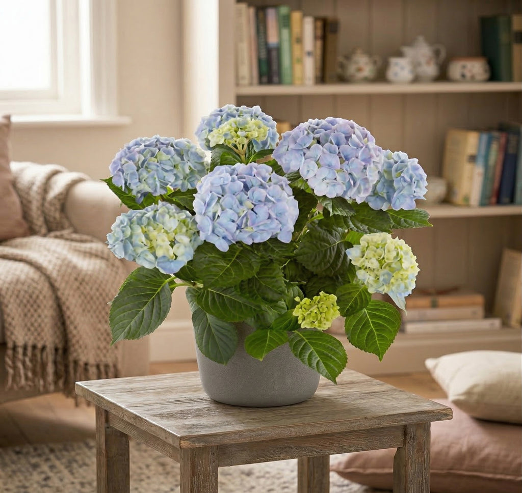 6 Inch Hydrangea in a Pot
