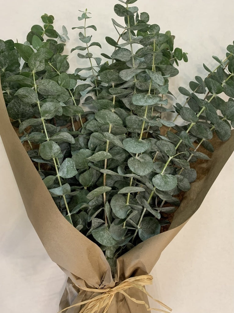 Bunch of Eucalyptus