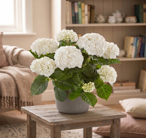 6 Inch Hydrangea in a Pot