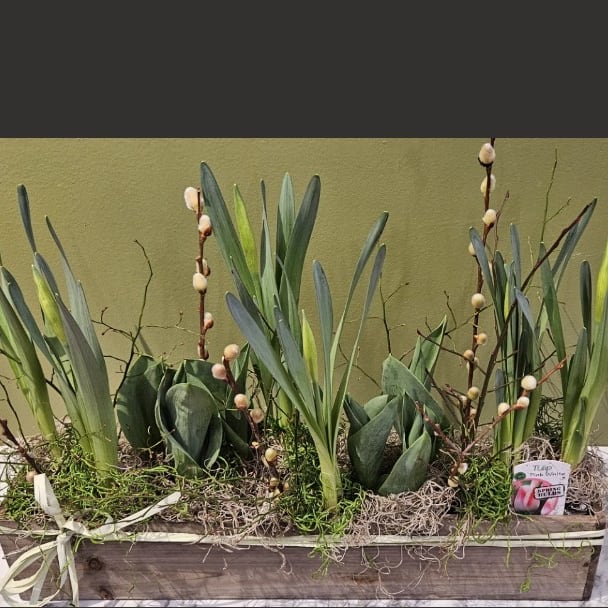 Wood planter with tulip flowers, pussy willow branches, and moss from Joshua's Greenery Barrie florist