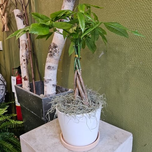 Money tree in a pot - Joshua's Greenery-Barrie Florist