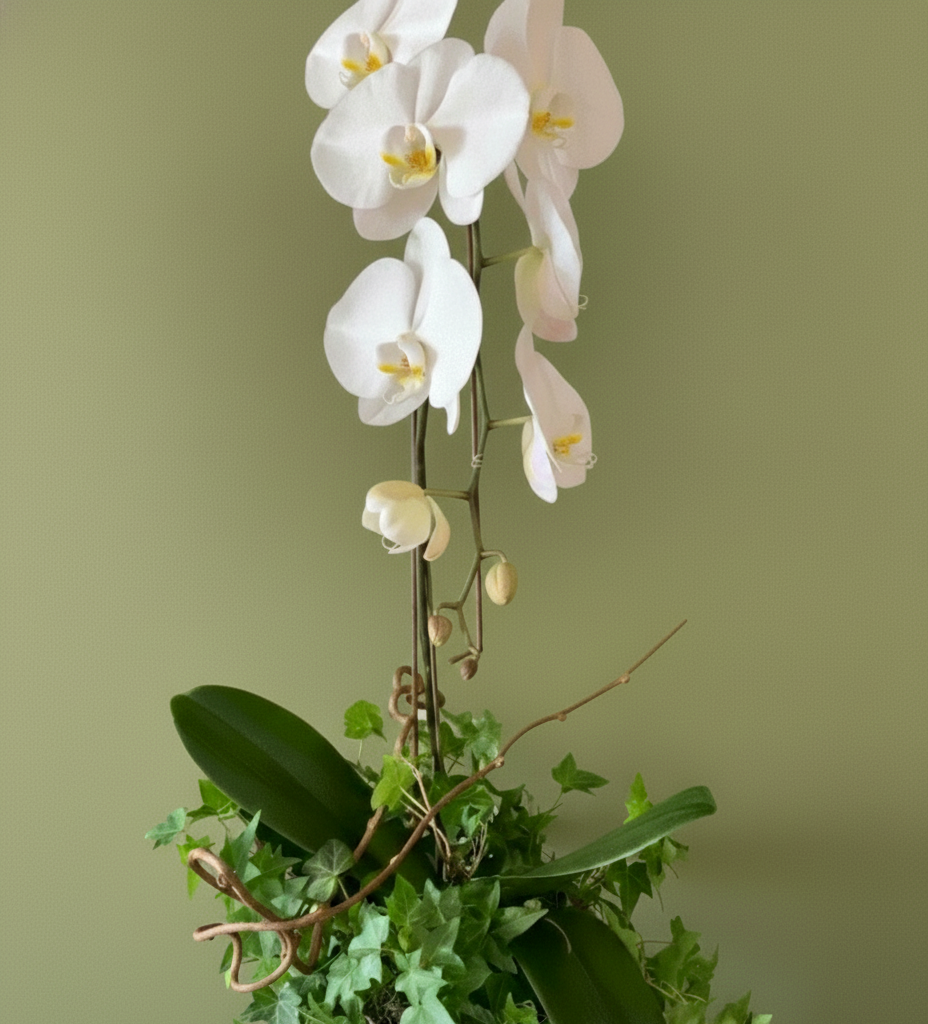 Elegant white orchid and lush ivy arrangement from Joshua's Greenery Barrie florist