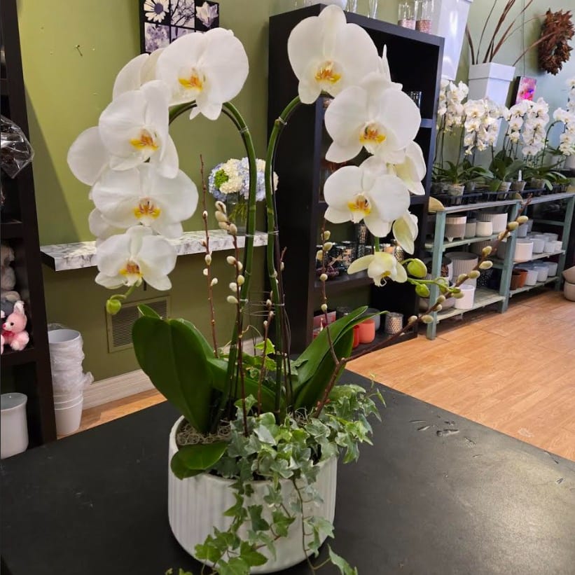 White orchid arrangement in ceramic pot at Joshua's Greenery Barrie florist shop