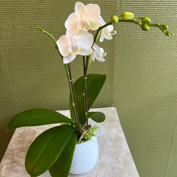 Mini Orchid - Joshua's Greenery-Barrie Florist