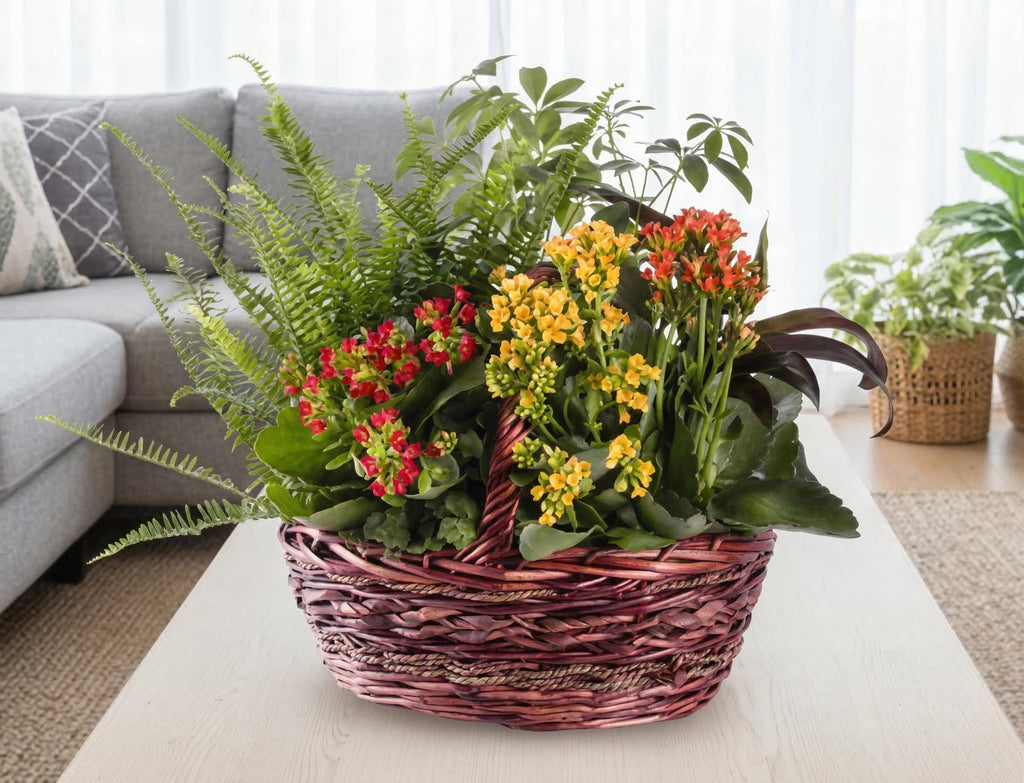 Kalanchoe Garden
