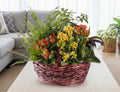 Kalanchoe Garden