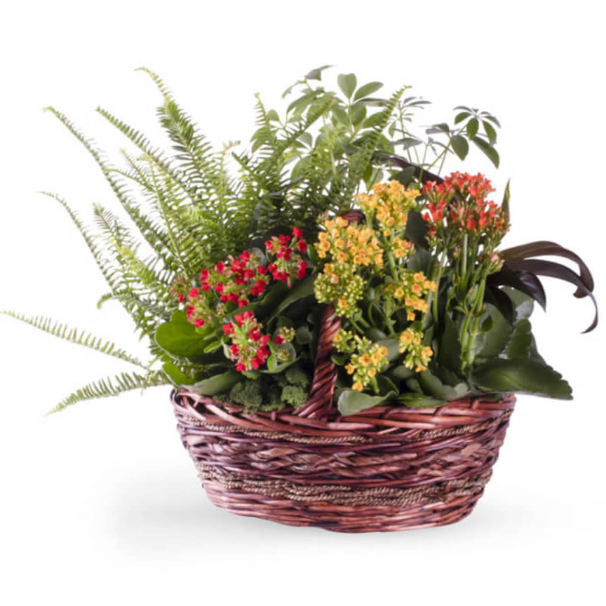 Kalanchoe Garden