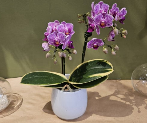 Mini Orchid