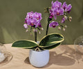 Mini Orchid