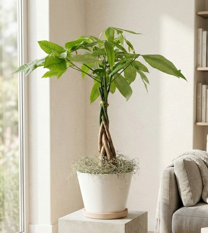 Money tree in a pot