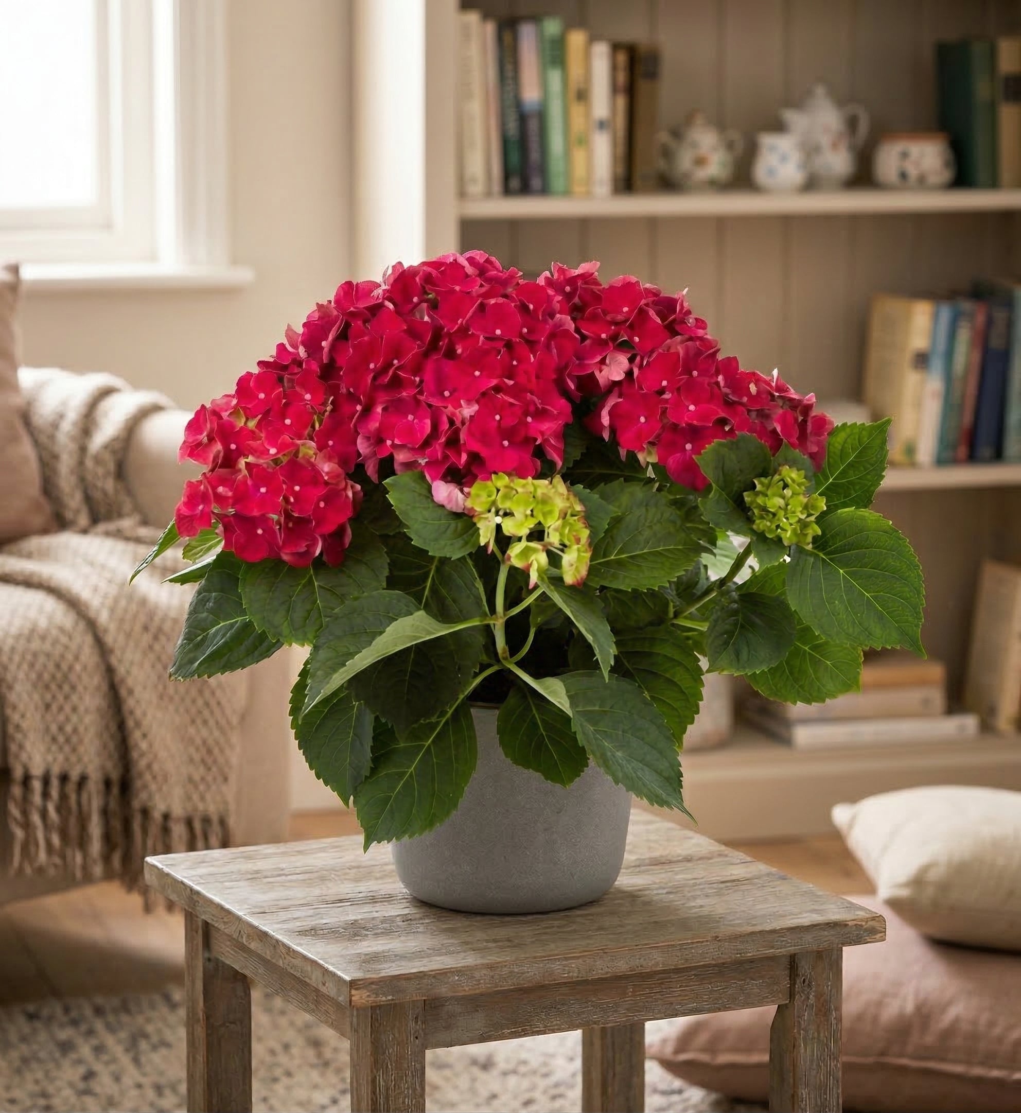 6.5 Inch Hydrangea in a Pot