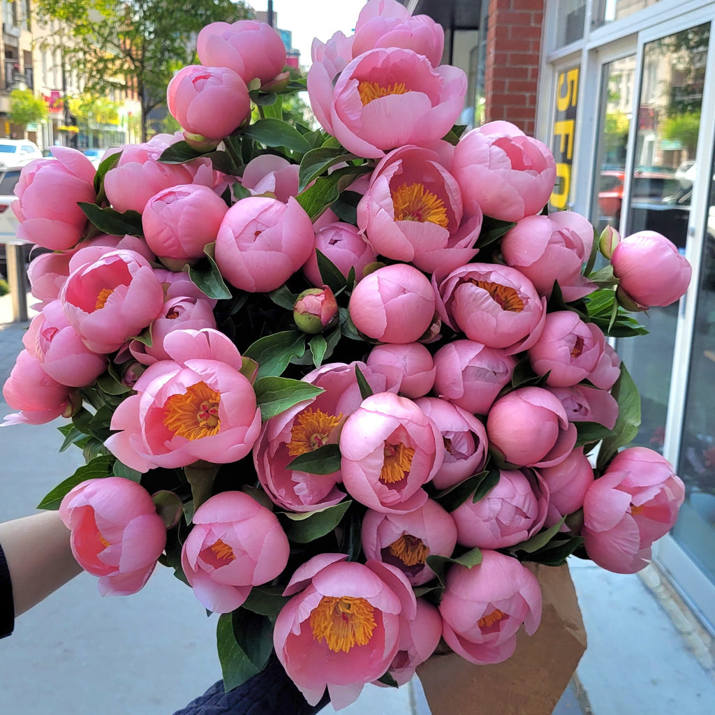 Pink Peony Embrace