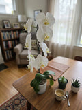 Waterfall Orchid